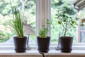 The Easiest Herbs To Grow Indoors With