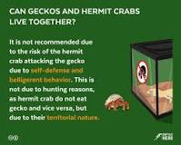 what-else-can-live-with-hermit-crabs