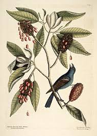 Maybe you would like to learn more about one of these? Magnolia Virginiana Wikipedia