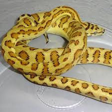 caramel jaguar carpet python baby