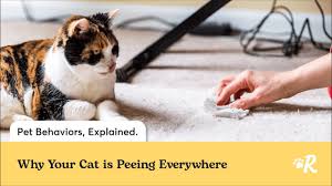 how to clean cat from carpets