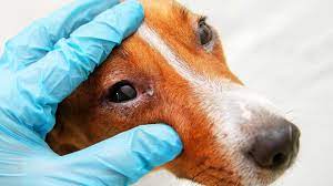 dog eye infections causes treatments