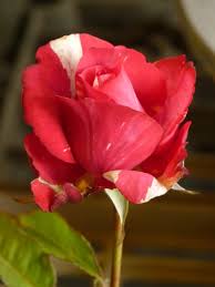 Ripresa macro di una bellissima rosa rossa in piena fioritura | Foto Gratis