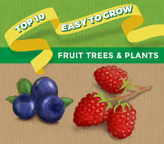 to grow fruit trees plants