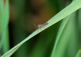 how to get rid of fungus gnats garden