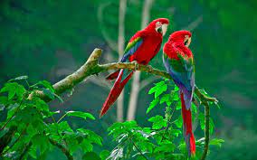 Love Bird HD Wallpapers For Pc ...