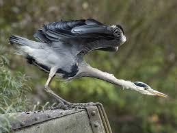 How To Deter Herons From Garden Ponds
