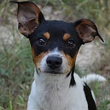 rat terrier puppies and dogs in