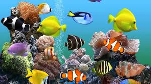 aquarium desktop wallpapers top free