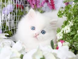 Kennel hounds, dogs and all kinds of cats Persian Cat Breeders Missouri Kittysites Com