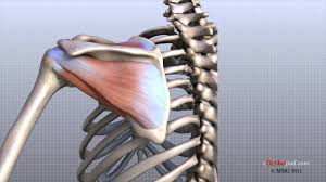 Coracoclavicular ligament 3 shoulder joint anatomy. Shoulder Physiopedia