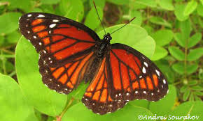 Viceroy Butterfly Limenitis Archippus Cramer