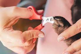nail clipping for rabbits guinea pigs