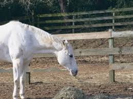 Managing Heat Cycles In Mares Expert Advice On Horse Care