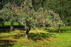 how to grow apple trees in the desert