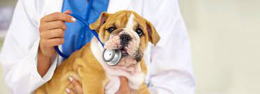 The first time your pup gets the distemper vaccine, they need a series of three shots about two to three weeks apart, says santiago jinenez, a veterinary technician at highly. Puppy Vaccinations When To Get Them And Why Petsmart