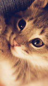 Really Cute Cat Wallpapers - Top Free ...