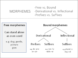 Lexical and grammatical morphemes lexical morphemes are those that having meaning by themselves (more accurately, they have sense). Word Morphology