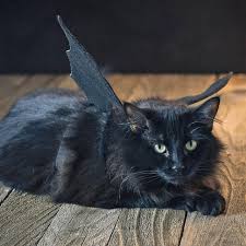halloween pet costume black bat