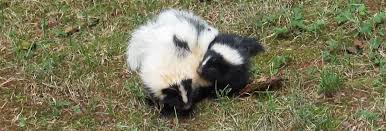 lake county skunks