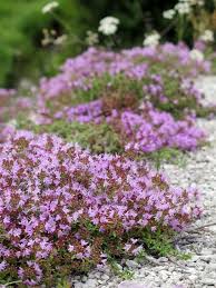creeping thyme groundcover thymus