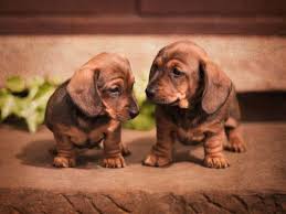 miniature dachshund dog breed ukpets