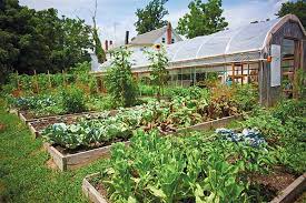 community garden cultivates organic