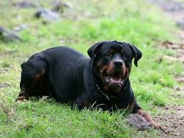 do rottweilers shed a lot unveiling