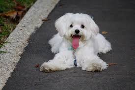 maltese dog breed facts information