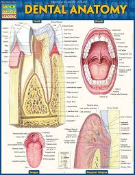 Dental Teeth Anatomy Chart