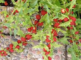 Buy Strawberry Spinach Seeds(Chenopodium Foliosum) edible ...