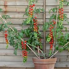 sowing and growing your tomatoes