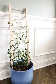 Diy Indoor Plant Trellis For Pots