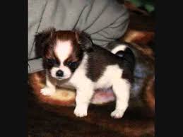 The shih tzu chihuahua mix will match your energy and melt your heart every time you see them. Shih Tzu Chihuahua Mix Shi Chi Prettiest Puppy Mix Ever Youtube
