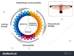 Menstrual Cycle Calendar Detailed Diagram Female Stock