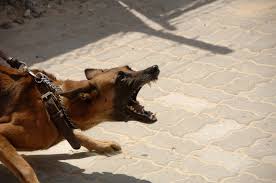 The 10 Most Dangerous Dog Breeds Aggressive Dogs