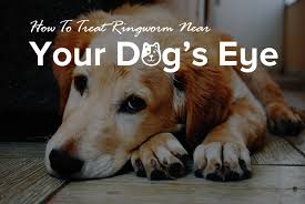 treat ringworm near your dog s eye