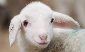 Jeune mouton, mouton blanc, animaux, mouton, mignon, Fond d'écran HD |  Wallpaperbetter