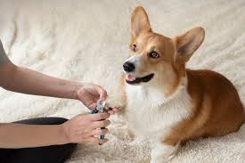 do dogs toenails fall off info facts