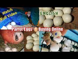 exotic parrot eggs