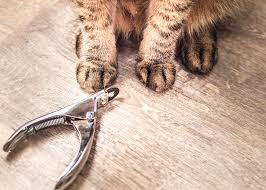 a training guide to cat nail trims