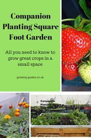 Companion Planting Square Foot Garden