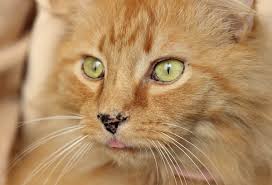 black spots lentigo on cat gums nose