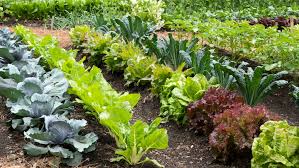 Best Vegetables To Plant In Early Spring