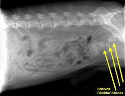 Treatments for bladder stones in cats. Struvite Stones Canine Mar Vista Animal Medical Center