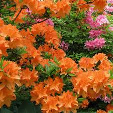 It's ideal for the back or middle of a mixed border, and in hot summers it may flower again in late summer. 1 X Orange Azalea Japanese Evergreen Shrub Hardy Garden Plant In Pot Ebay