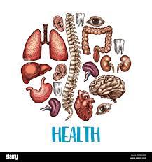 Affiche de santé des organes du corps humain. Dessin vectoriel en couleur du  coeur, du cerveau ou des poumons et du rein ou de l'organe, de l'œil, de la  dent ou de