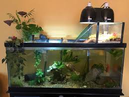 How To Setup Turtle Tank Complete Guide 2020