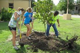 Image result for photos of planting trees