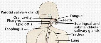 The Digestive System